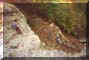 forestefoto11small.jpg (1543 byte)